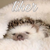 Telegram profile photo for їжачок лайкер🦔