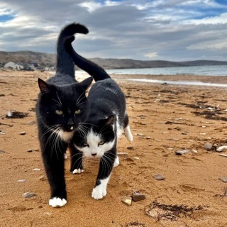 Telegram profile photo for Котики Крыма