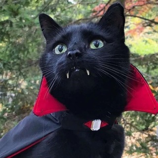 Telegram profile photo for КАТАМАРАН — РЕЗИДЕНЦИЯ ЛЮБВИ