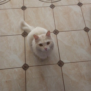 Telegram profile photo for барсучий случай