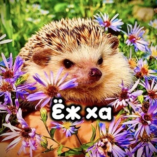 Telegram profile photo for Ёж ха