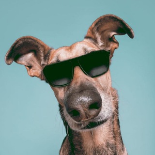Telegram group profile photo for Румянцево_Саларьево_Dogs