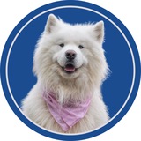 Telegram profile photo for Felix The Samoyed