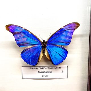 Telegram profile photo for Butterfly/ آموزش مهارت زیبایی و پزشکی