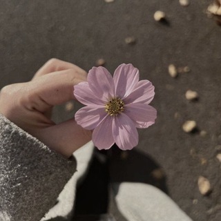 Telegram profile photo for 🌸 βเร๗เใใคℌ ☪🌸