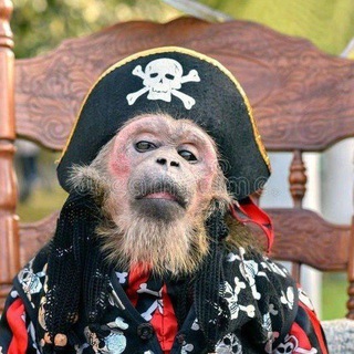 Telegram profile photo for Pirat Monkey 🐒🏴☠️