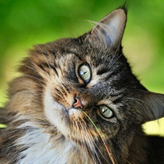 Telegram profile photo for Funny furry cats
