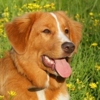 Telegram profile photo for Лоты от juikusai
