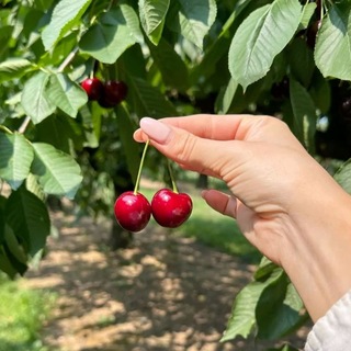 Telegram profile photo for آيــــ🍓ــــــو
