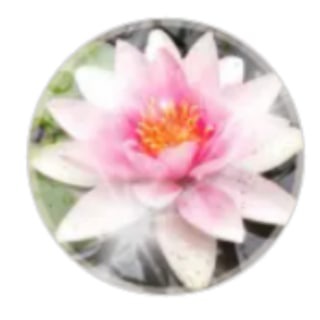 Telegram profile photo for NINFEA - Weltfrieden2021