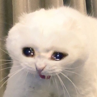 Telegram profile photo for sad cat gambles 悲傷的貓