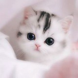Telegram profile photo for ๐ป๐ญ๊ฏญ๐๊ฏญ๐ป๐ญ๊ฏญ๐ฆ๊ฏญ๐ฎ๊ฏญ๐๊ฏญ๐ถ๊ฏญ ๊ฏญ๐๊ฏญ๐๊ฏญ๐๊ฏญ๐ถ๊ฏญ๐
๊ฏญ๐๊ฏญ๐
๊ฏญ๐ธ