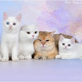 Telegram profile photo for Шотландские котята Геленджик