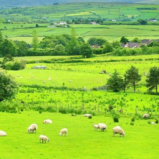 Telegram profile photo for Irish Family