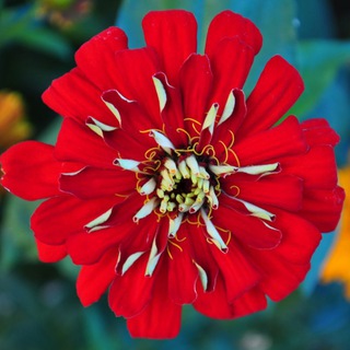 Telegram profile photo for Honey flowers