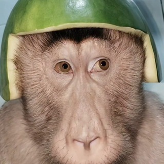 Telegram profile photo for white.eth vs masons/reptiloids/zionism/jew/illuminati/templars/jesuits