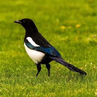 Telegram profile photo for СОРОКА