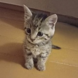 Telegram profile photo for чейзес принцес
