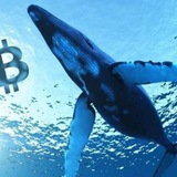 Telegram profile photo for Whales crypto