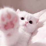 Telegram profile photo for 喜之郎果冻🥰