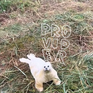 Telegram profile photo for provider