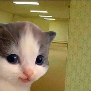 Telegram profile photo for Котики шлют мемы