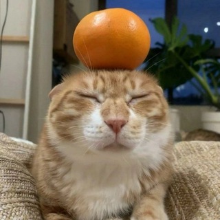 Telegram profile photo for Рыжее убежище