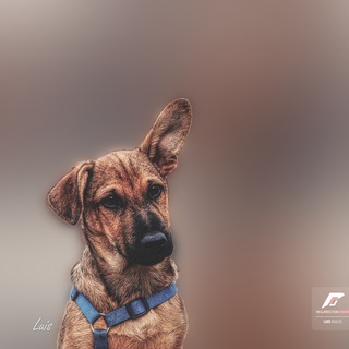 Telegram group profile photo for LuisROM Chat