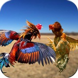 Telegram profile photo for បក្សីកីឡា FAFA999🐓