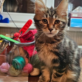 Telegram profile photo for Хопкинс & Кларк