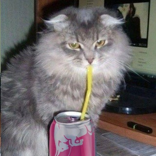 Telegram profile photo for montenegrin catgirl bimbo