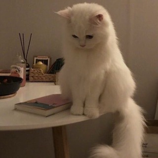 Telegram profile photo for чеки рокет