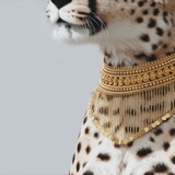 Telegram profile photo for تـشريـن.