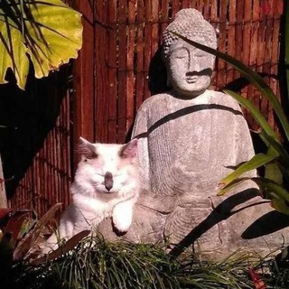 Telegram profile photo for Revealed Wheel of Samsara