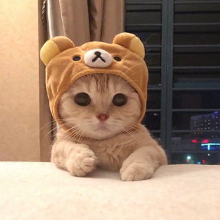 Telegram profile photo for GIAO LƯU BÀN LUẬN