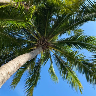 Telegram group profile photo for Самуи 24/7 🌴