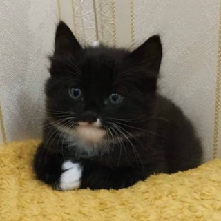 Telegram profile photo for котята с авито