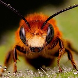 Telegram profile photo for Мы просто Пчëлы 🐝🐝