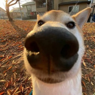 Telegram profile photo for 超虎虎上货通知群