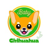 Telegram profile photo for Baby ChiHuaHua Portal