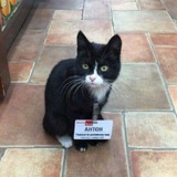 Telegram profile photo for Антоша