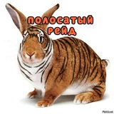 Telegram profile photo for 🐾Полосатый рейд
