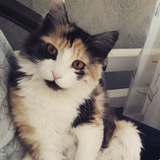 Telegram profile photo for Клуб котика<3