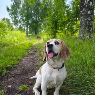 Telegram profile photo for Медный хвост
