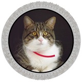 Telegram profile photo for Кошки-Коты