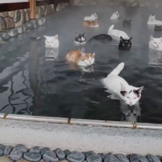 Telegram profile photo for Мемы которые я украл