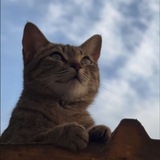 Telegram profile photo for طُوبَى