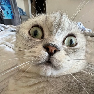 Telegram profile photo for Человеки которые Коты