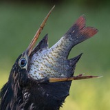 Telegram profile photo for Стили еды