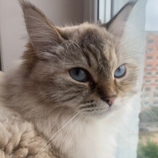 Telegram profile photo for щитпостики